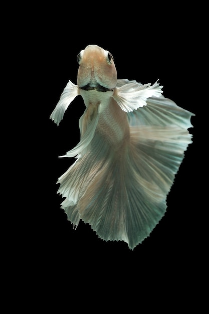 Fighting betta fish on black background