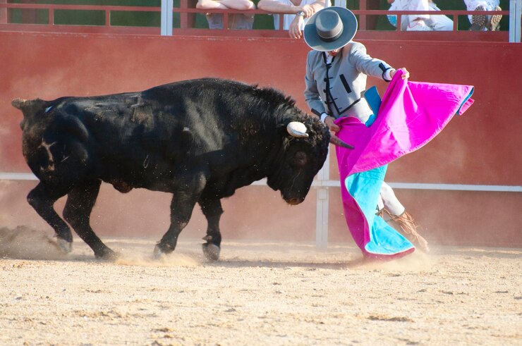 スペインからの闘牛の写真。黒雄牛