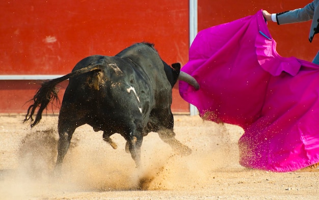 Fighting bull picture from Spain. Black bull