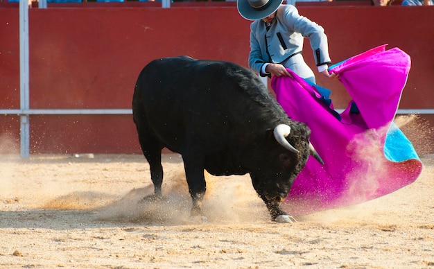 스페인의 투우 사진. 검은 황소