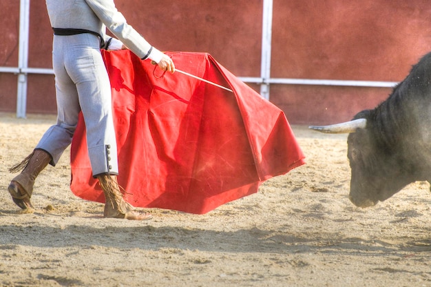 Fighting bull picture from Spain. Black bull