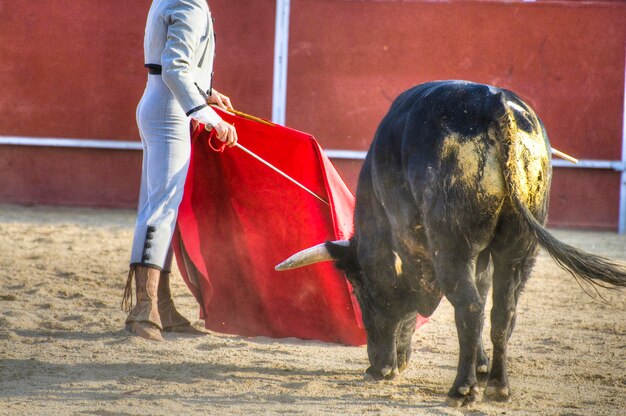 スペインからの闘牛の写真。黒雄牛