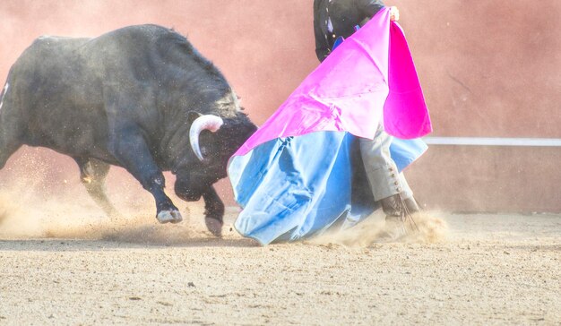 Изображение боевого быка из Испании. Черный бык