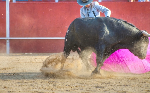 스페인의 투우 사진. 검은 황소