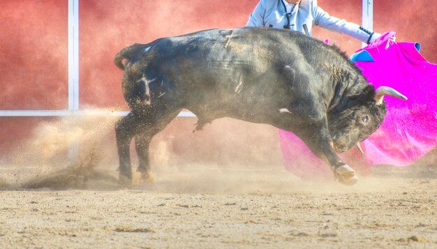 Photo fighting bull picture from spain. black bull