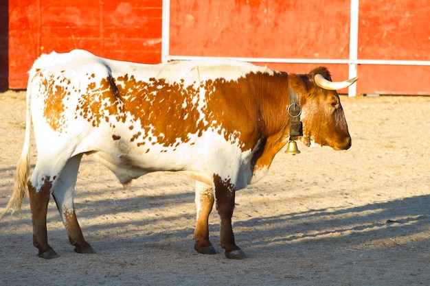 Fighting bull picture from Spain. Brown bull