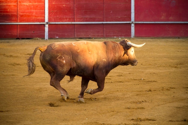 Fighting bull picture from Spain. Corrida de Toros