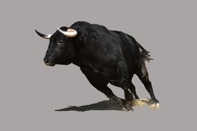fighting bull with big horns in a traditional spectacle de bullfight in spain
