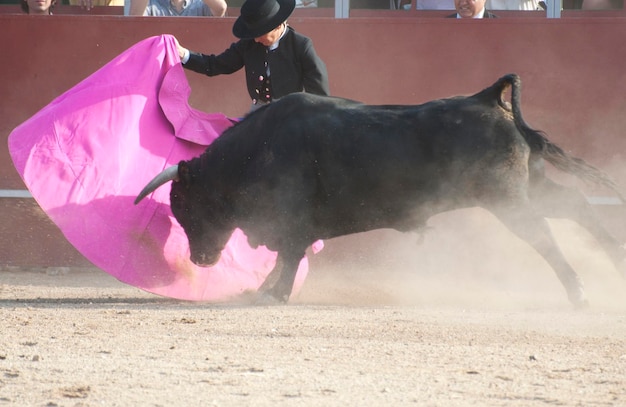 Fighting bull