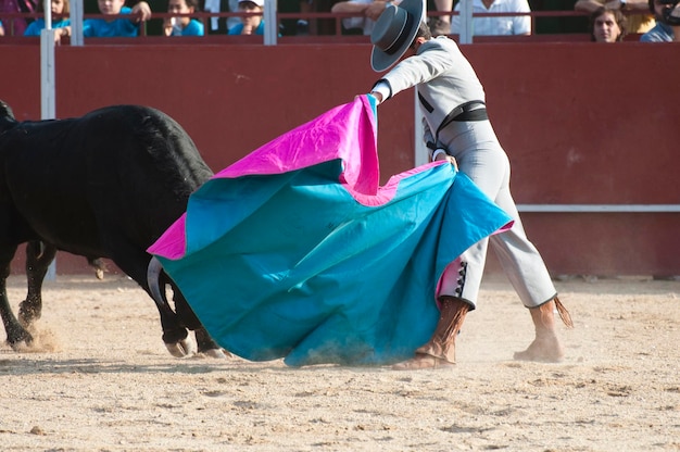 Fighting bull