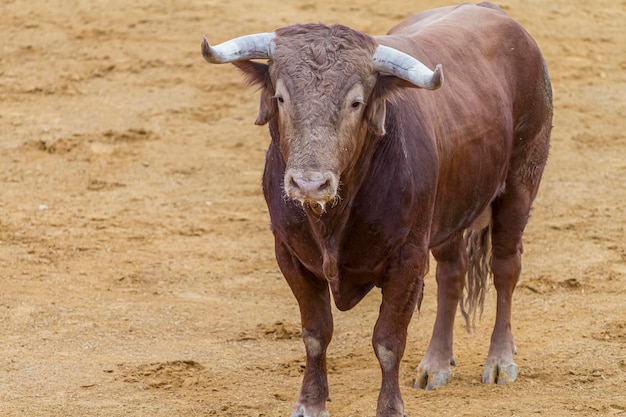 闘牛場での闘牛、闘牛、スペインの勇敢な雄牛。動物は茶色で非常に鋭い角を持っています