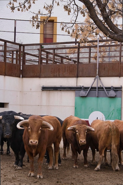 fighting bulls in corrals