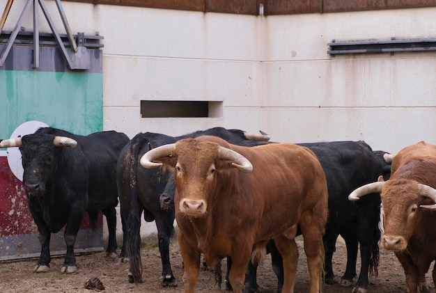 fighting bulls in corrals