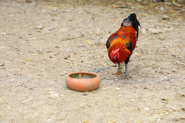 The fighting cock and baby cock eat food in farm at thailand