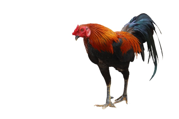 The fighting cock or gamebig hen isolated