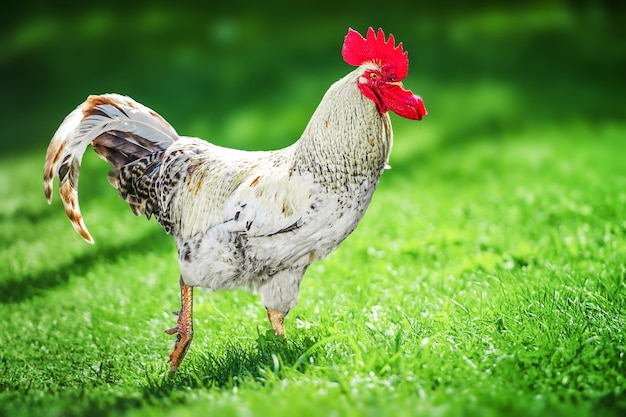 Fighting cock on white background