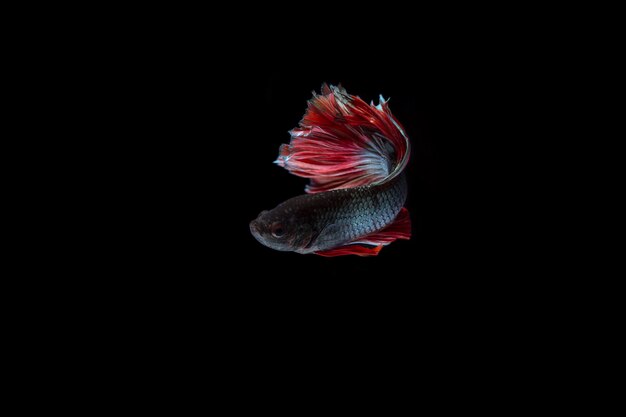 Fighting fish (Betta splendens) Fish with a beautiful 