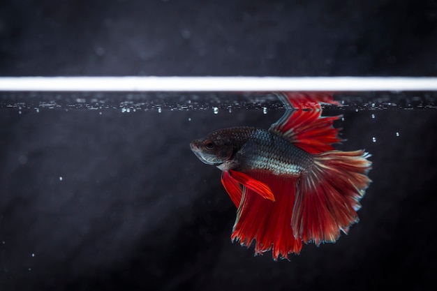 Fighting fish (Betta splendens) Fish with a beautiful 