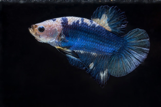 Fighting fish (Betta splendens) Fish with a beautiful 