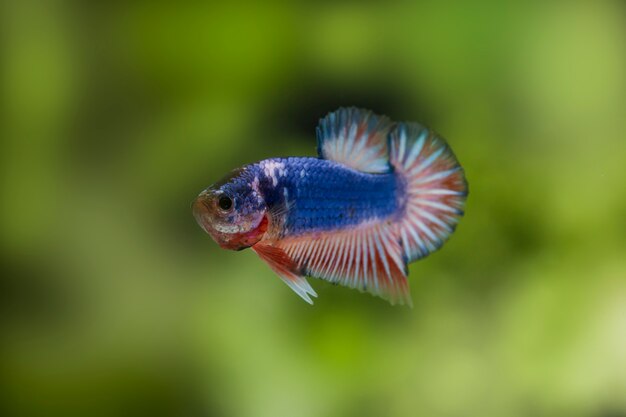 Fighting fish (Betta splendens) Fish with a beautiful 