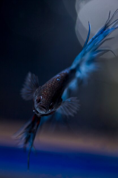 Fighting fish (Betta splendens) Fish with a beautiful 