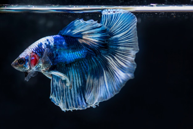 Fighting fish (Betta splendens) Fish with a beautiful