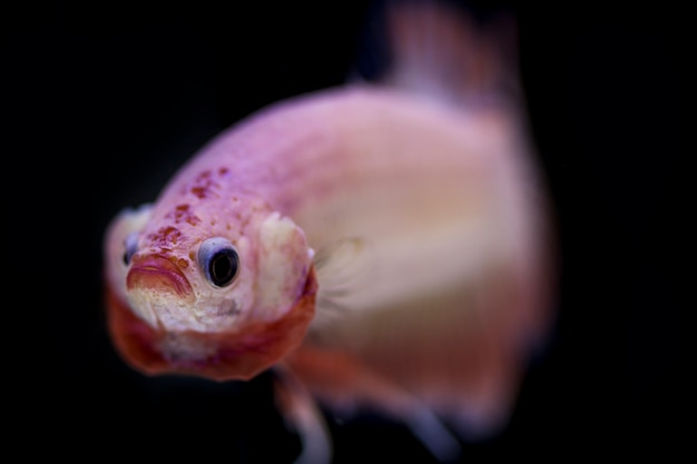 Fighting fish (Betta splendens) Fish with a beautiful 