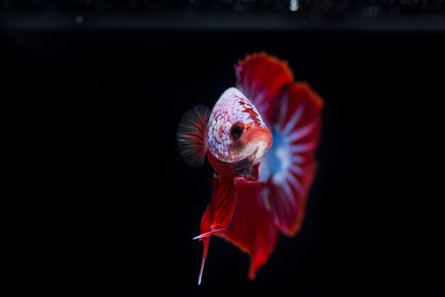 싸우는 물고기 (Betta splendens) 아름다운 물고기