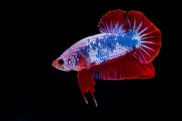 싸우는 물고기 (Betta splendens) 아름다운 물고기