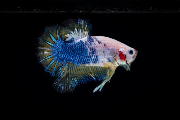 Fighting fish (Betta splendens) Fish with a beautiful 