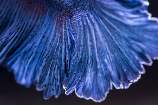 Fighting fish (Betta splendens) Fish with a beautiful 