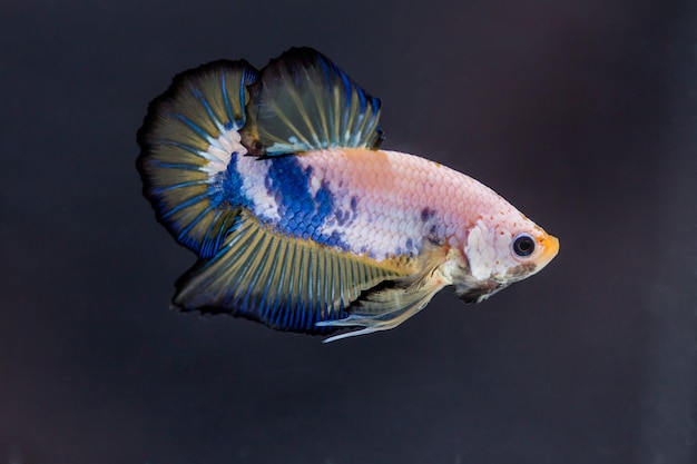 Fighting fish (Betta splendens) Fish with a beautiful