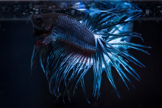 Photo fighting fish (betta splendens) fish with a beautiful