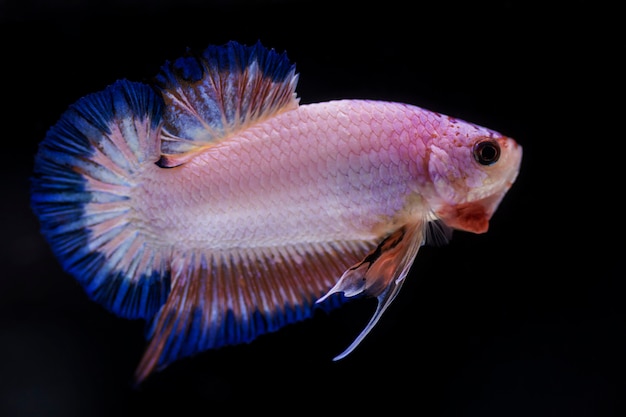 Борьба с рыбой (betta splendens)