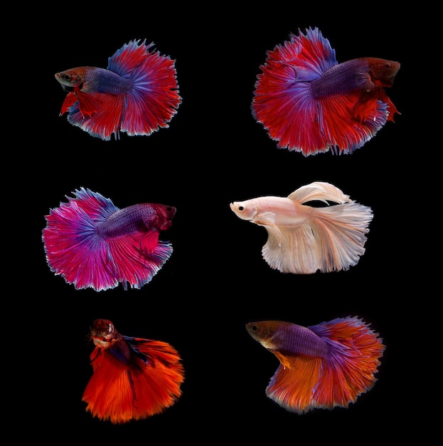 Fighting fish isolated on black background