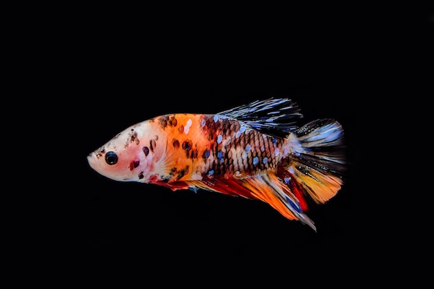 Photo fighting fish isolated on black background