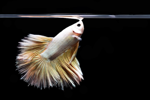 Photo fighting fish