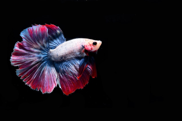 Fighting fish