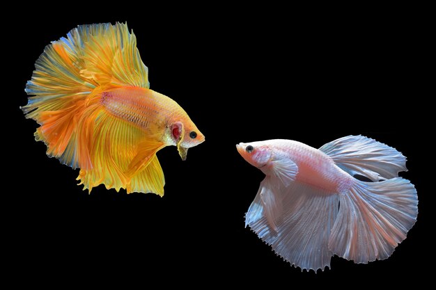 fighting fish