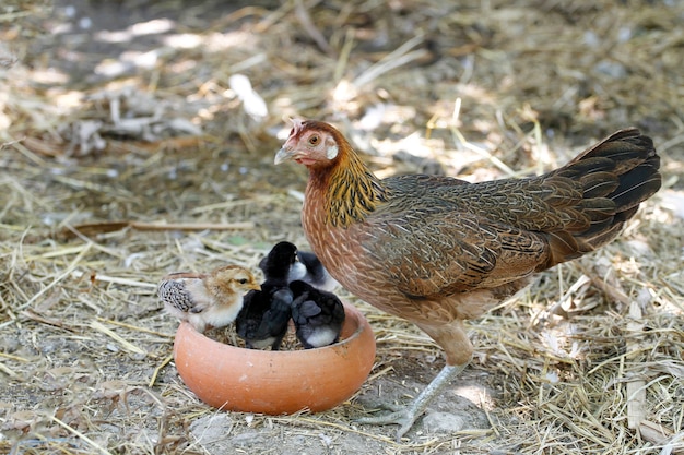 Photo the fighting hen and baby cock eat food in farm at thailand