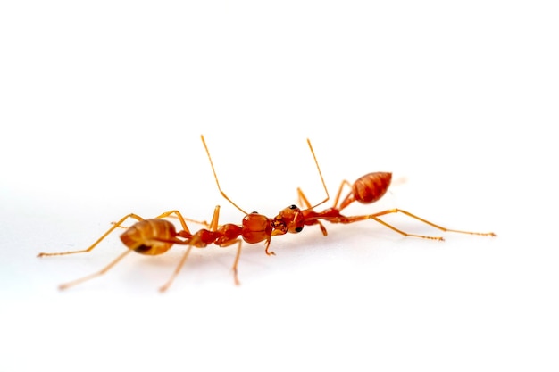 Fighting two ant fightselective eyes focus in high definition on white background macro