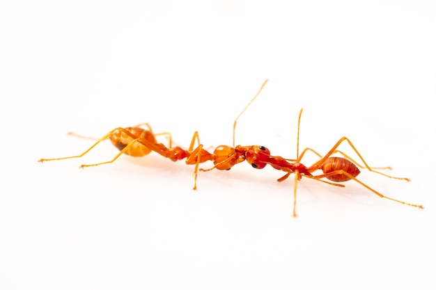 Fighting two ant fightselective eyes focus in high definition on white background macro