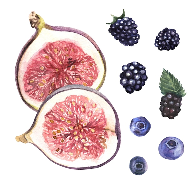 Photo figs and berries isolated on white watercolor hand painted illustration fig with clipping path