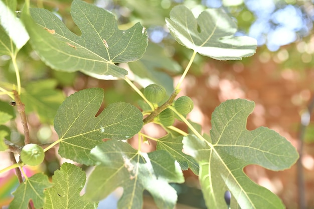 Figs on the branch of a fig tree surrounded by leaves