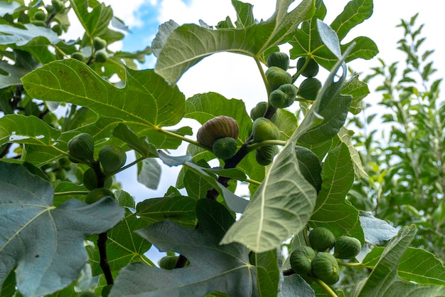 Figs on the branch of a fig tree