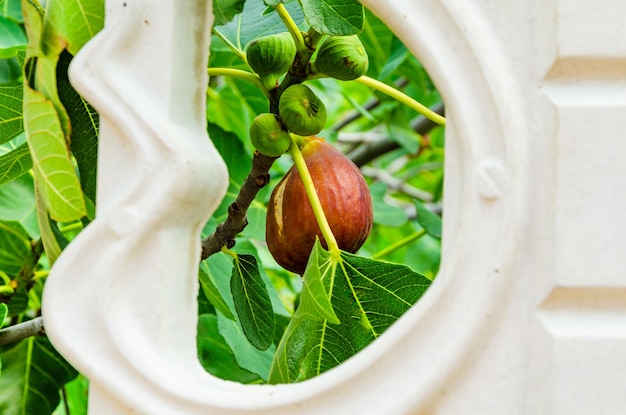 Figs on a branch in a tree