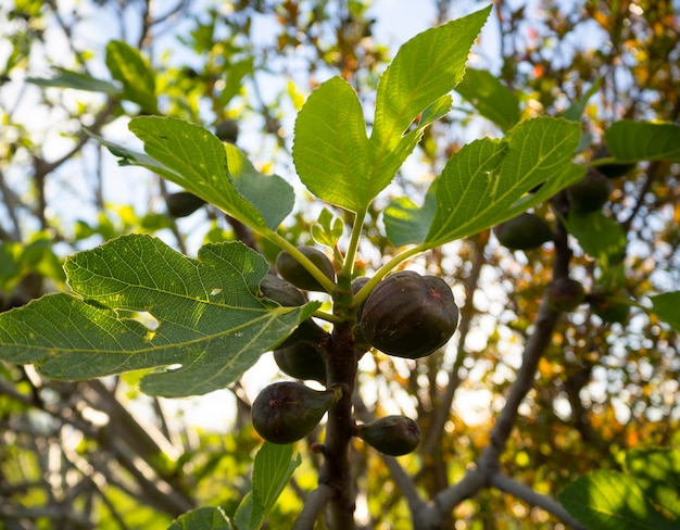 잎 사이 나무에 무화과 Ficus carica