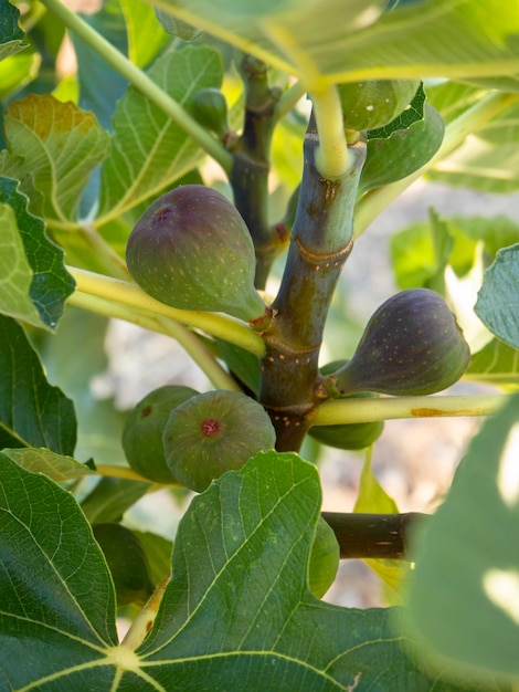 Figs Ficus carica on the tree among the leaves