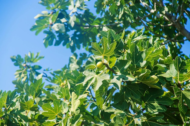 Figs grow on a tree. Selective focus.