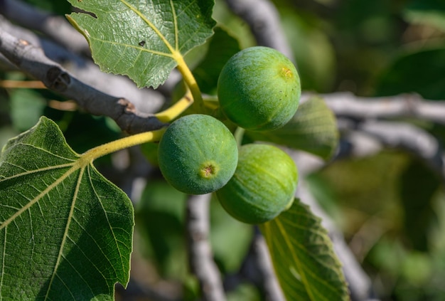 Photo figs ripen on a tree on the island of cyprus 4